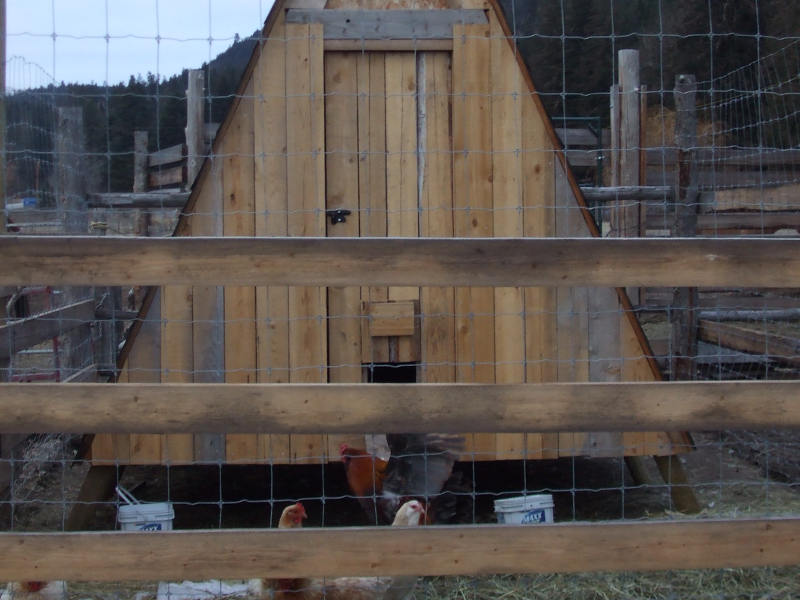 The Chicken-Mahal Shelter.