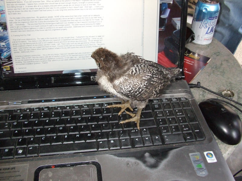 The Chickens Are Taking Over.