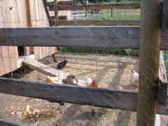 Chickens and rabbit