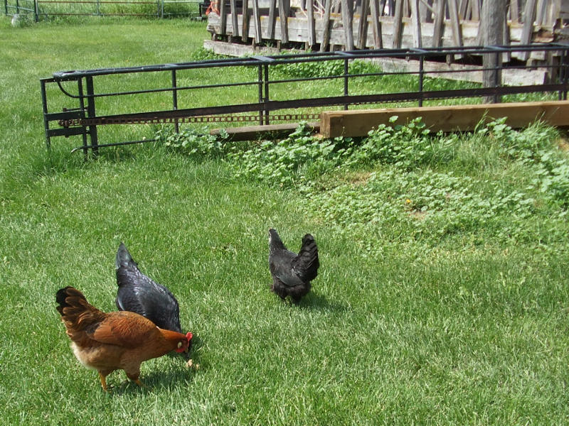 The Chickens Free Ranging.