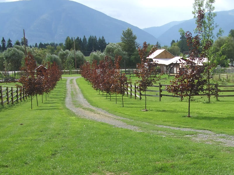 Tree Lined View.