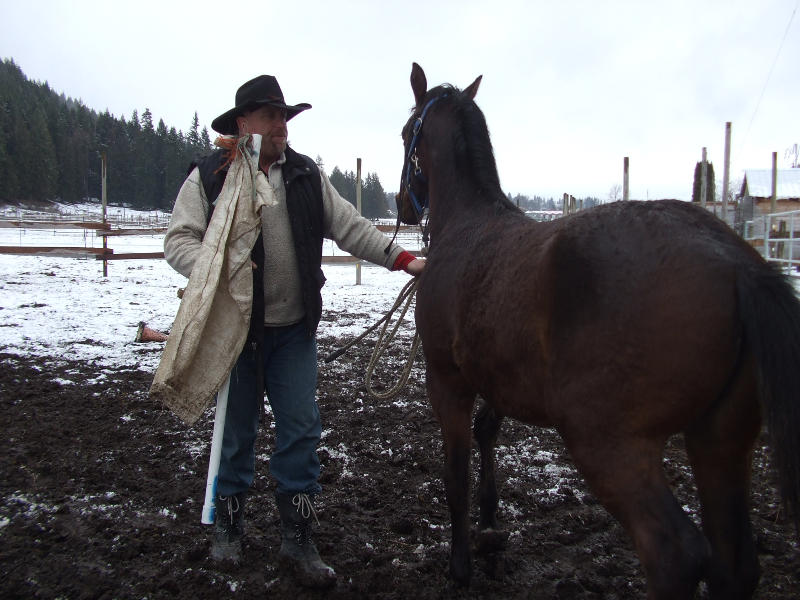 The Yearling Colt Needs Discipline.