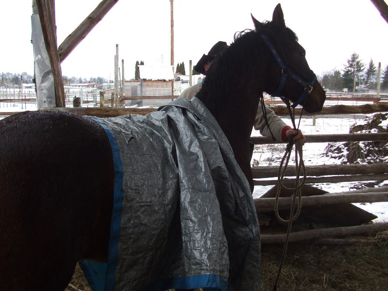 The Yearling Colt Needs Discipline.