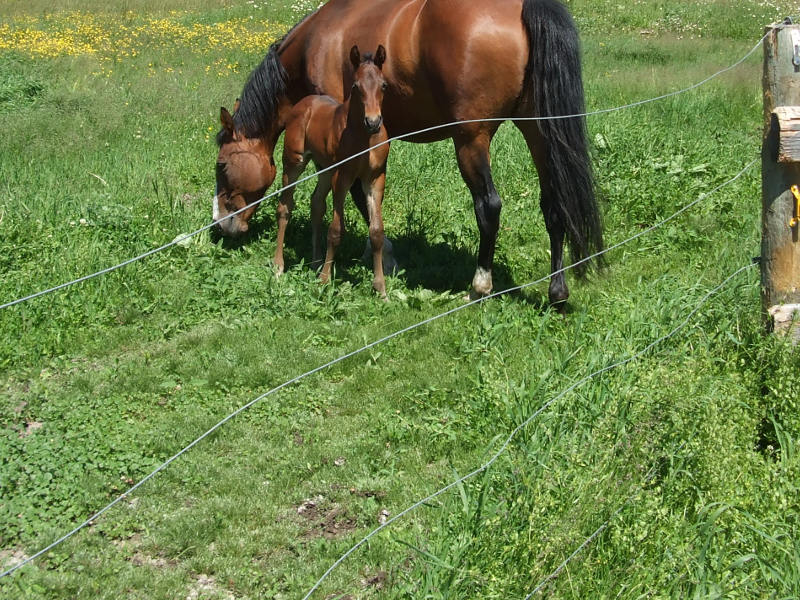 The Electric Fence Is A Failure.