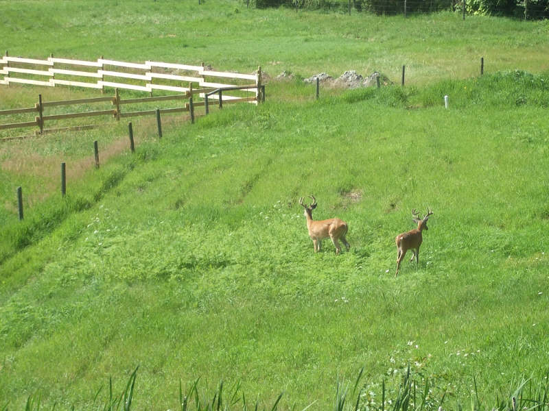 Saving The Game Fences.