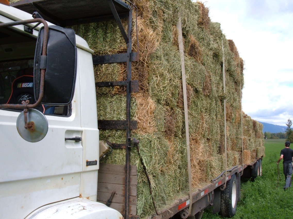 That's a lot or hay.