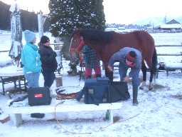 Stallion down