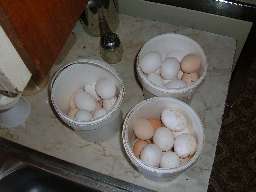 Chicken eggs