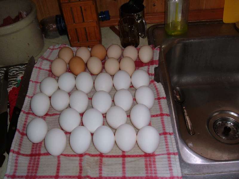 Egg drying.
