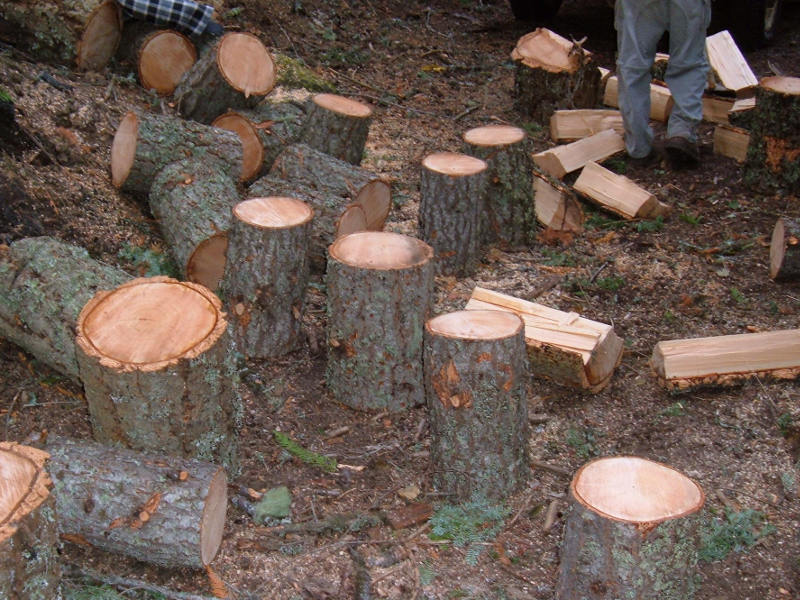 Collecting Forest Firewood.