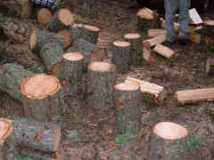 Collecting firewood from the forest