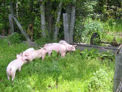 The piglets