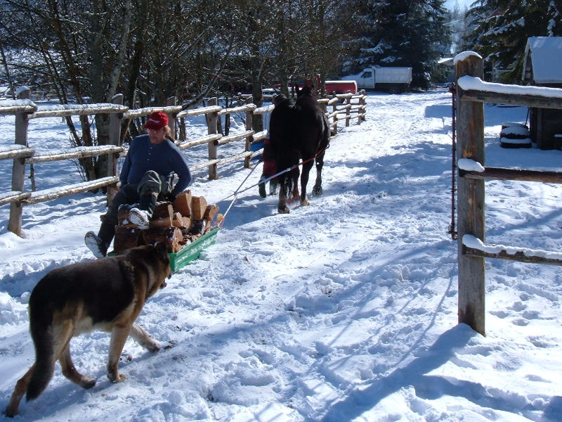 Collecting Winter Firewood.