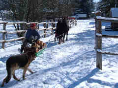 Collecting firewood in the Winter