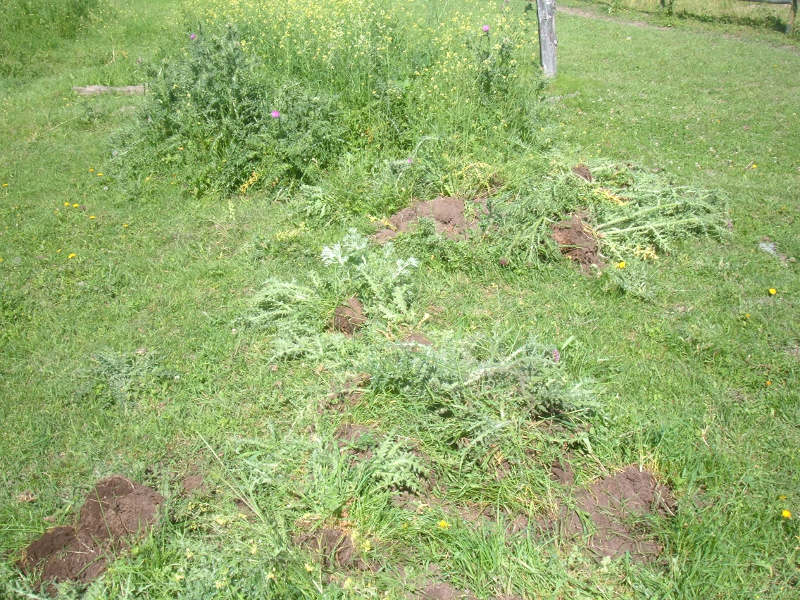 We Used Only Natural Methods To Clean The Pastures.