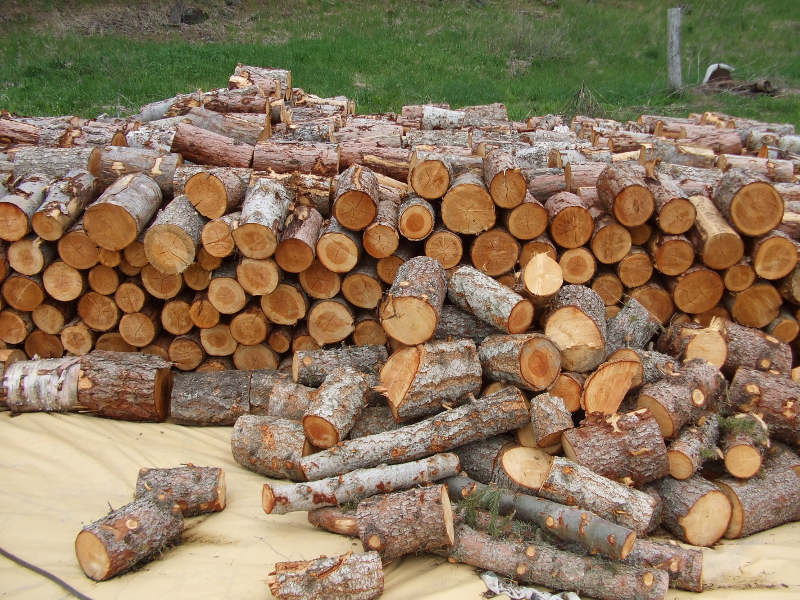 Firewood Bucked And Seasoning.