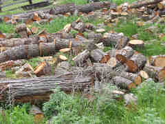 Bucked firewood logs