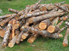 Unprocessed firewood logs