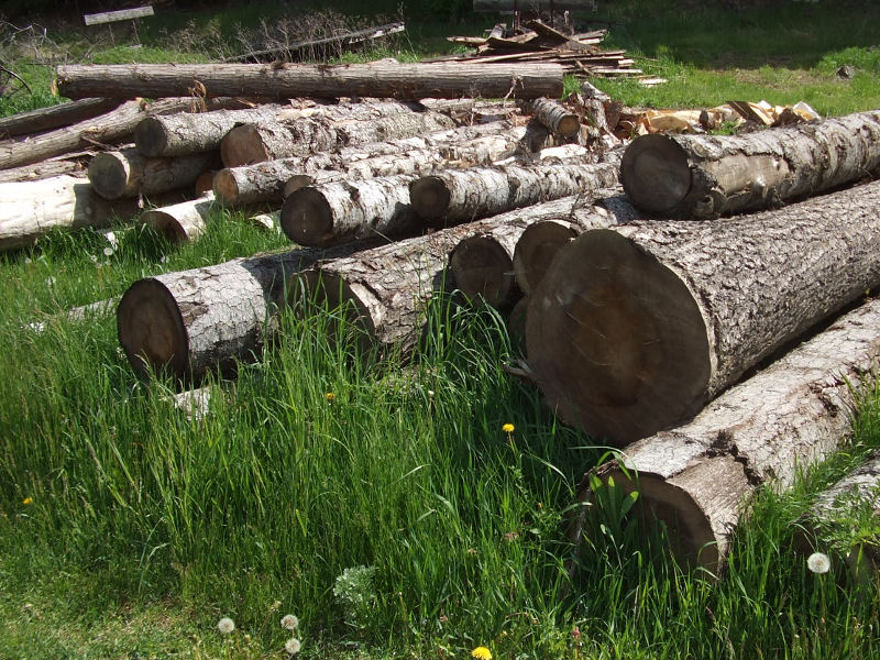 Sawmill Logs Ready To Saw.