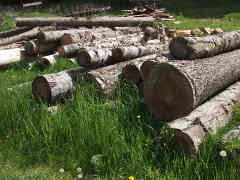 Sawmill saw-logs