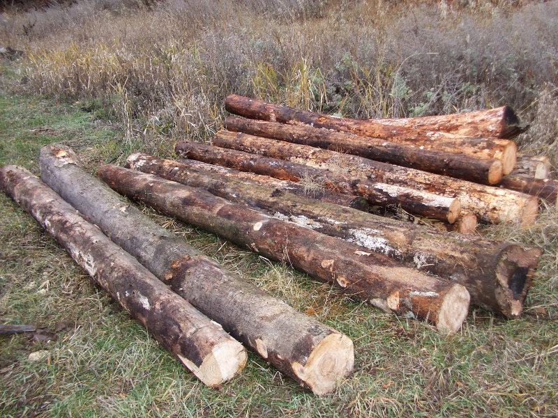 Sawmill Progress First Logs At Home.