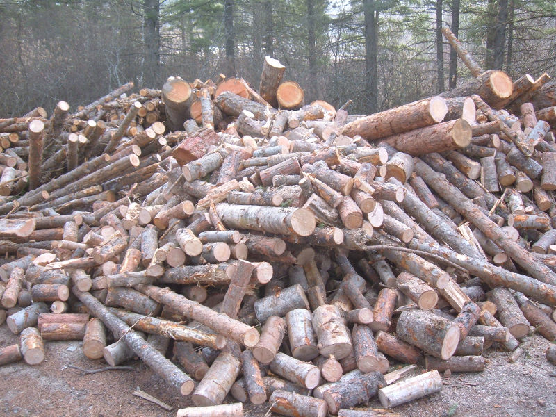 Loggers Hidey Hole Firewood Stash.
