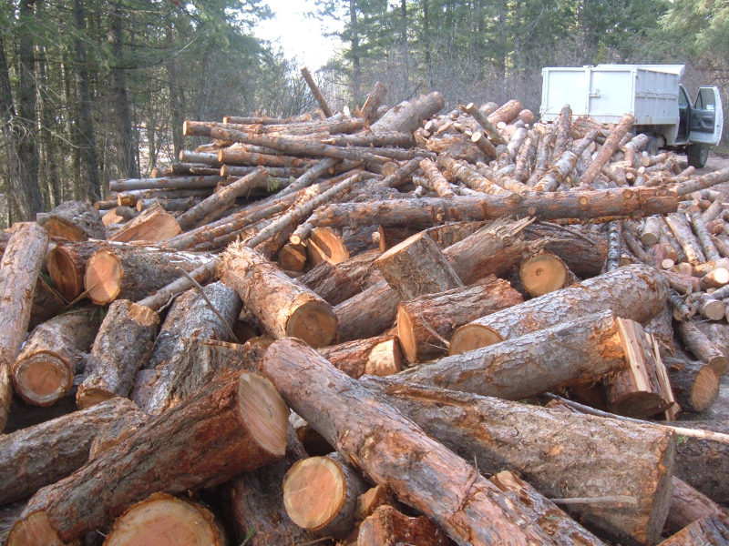 Loggers Hidey Hole Firewood Stash.