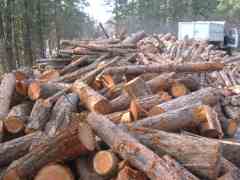 Hidey hole Firewood stash