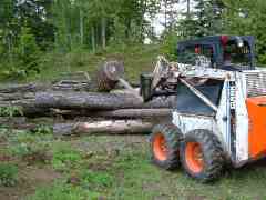 Saw logs rotting away