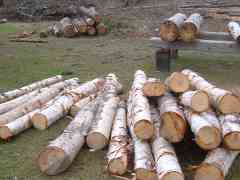 Saw logs rotting away